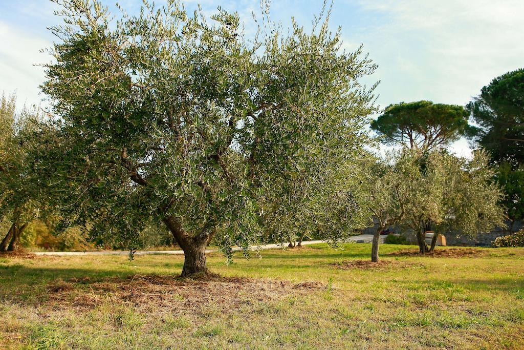 Villa Degli Ulivi Viterbo Zimmer foto